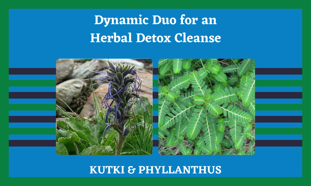 Herb Detox Cleanse - Kutki and Phyllanthus niruri - Sold by Linden Botanicals