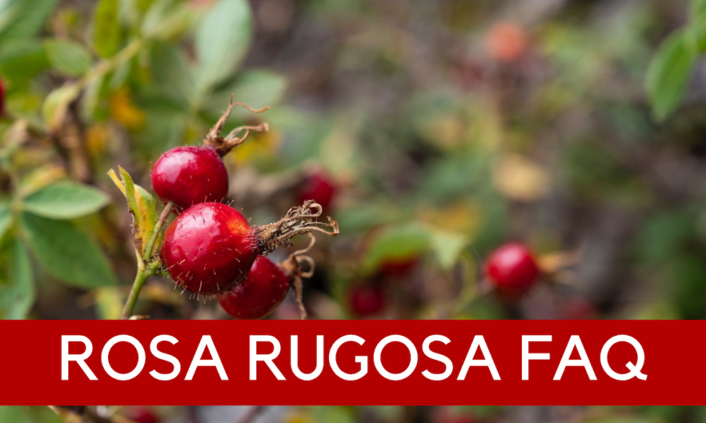 Rosa rugosa - Immune Resilience Wellness Pathway from Linden Botanicals