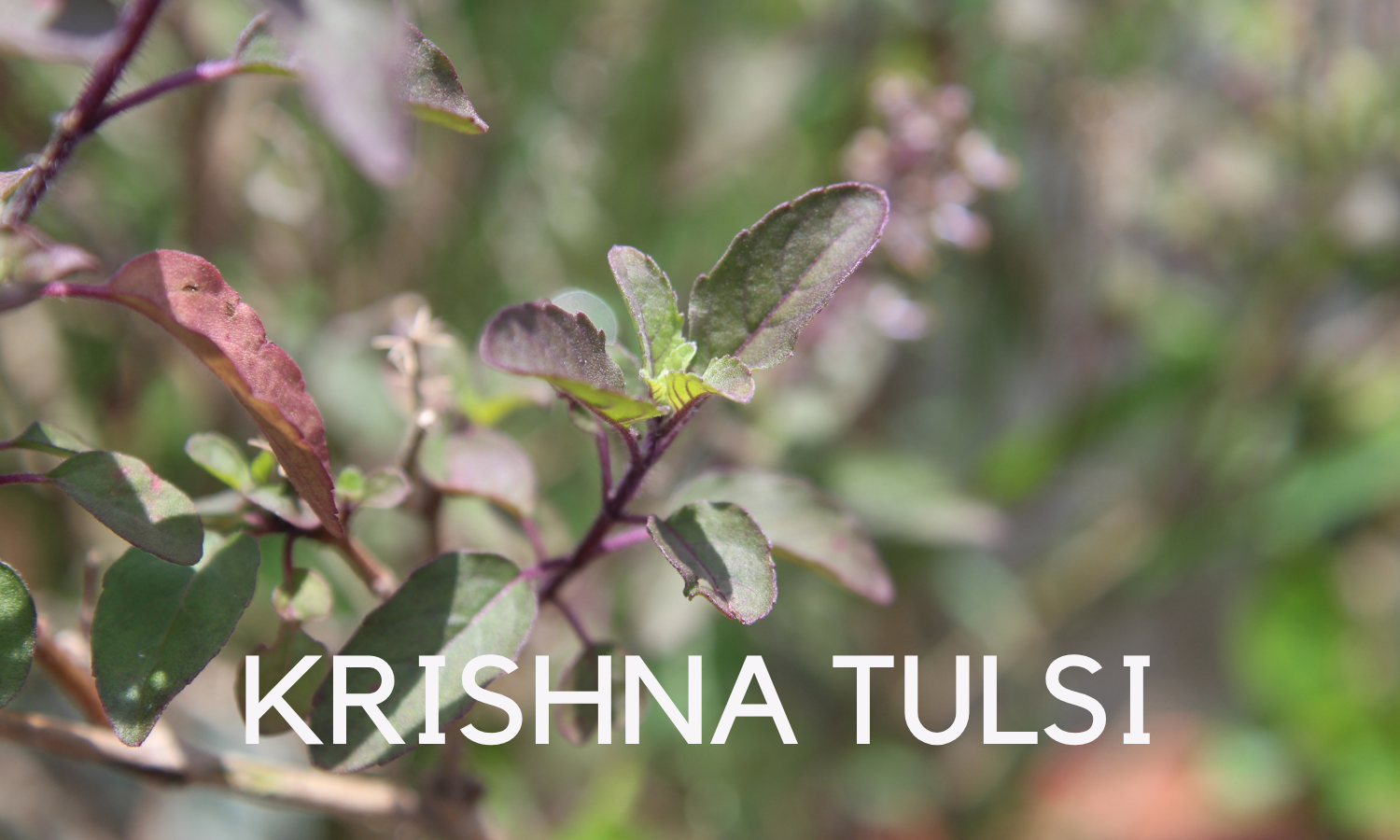 Tulsi Krishna - Sold by Linden Botanicals